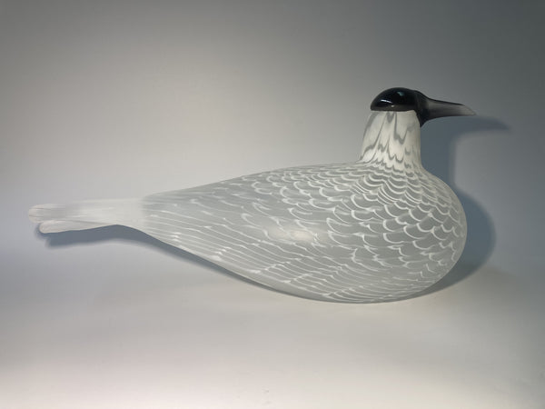 Caspian tern - Species of Tern - Räyskä by Oiva Toikka 1988