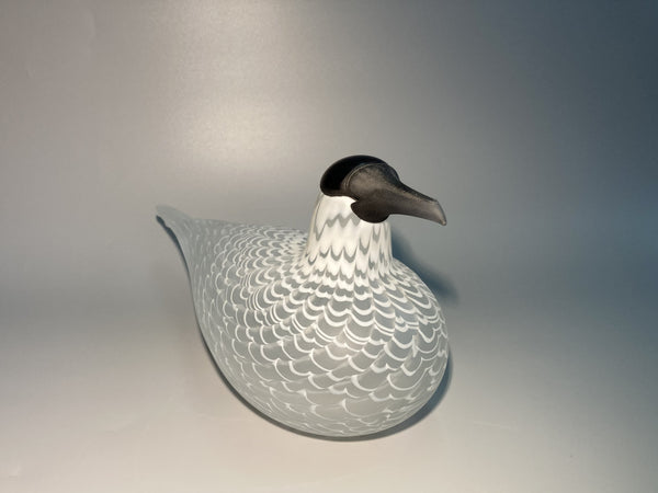 Caspian tern - Species of Tern - Räyskä by Oiva Toikka 1988