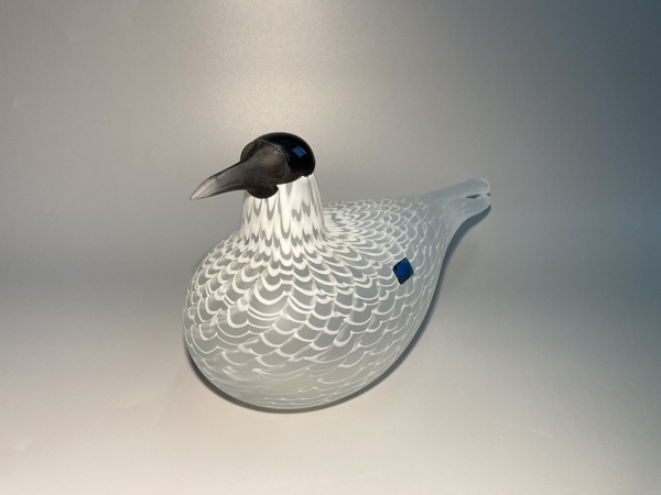 Caspian tern - Species of Tern - Räyskä by Oiva Toikka 1988