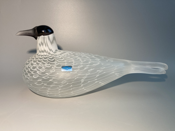 Caspian tern - Species of Tern - Räyskä by Oiva Toikka 1988