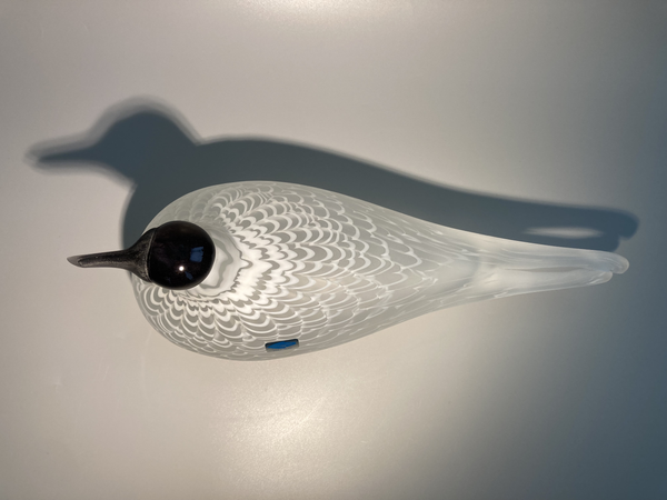 Caspian tern - Species of Tern - Räyskä by Oiva Toikka 1988