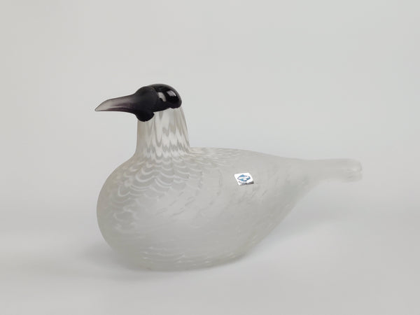 Caspian tern - Species of Tern - Räyskä by Oiva Toikka 1988