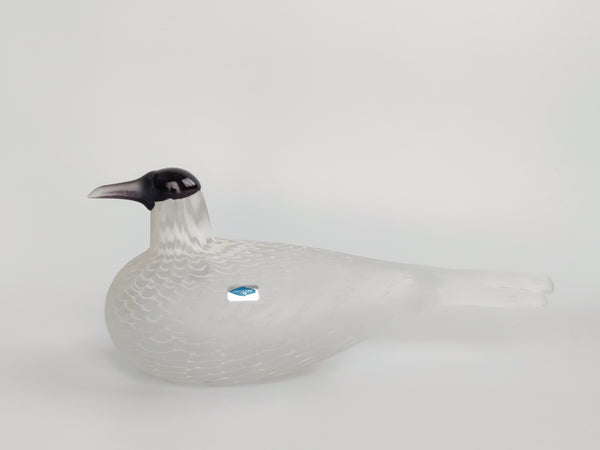 Caspian tern - Species of Tern - Räyskä by Oiva Toikka 1988