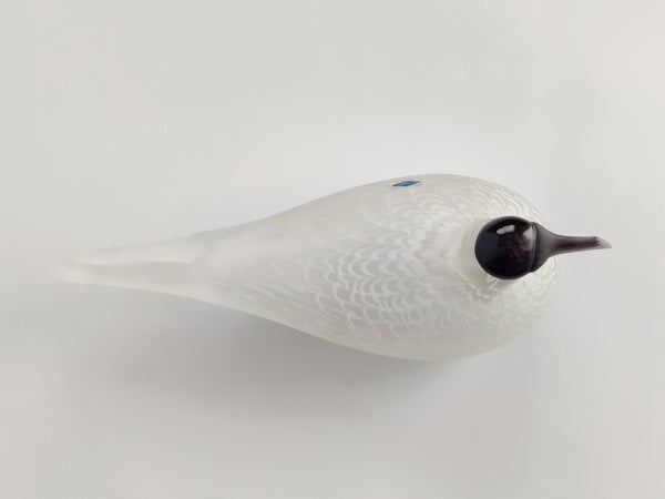 Caspian tern - Species of Tern - Räyskä by Oiva Toikka 1988