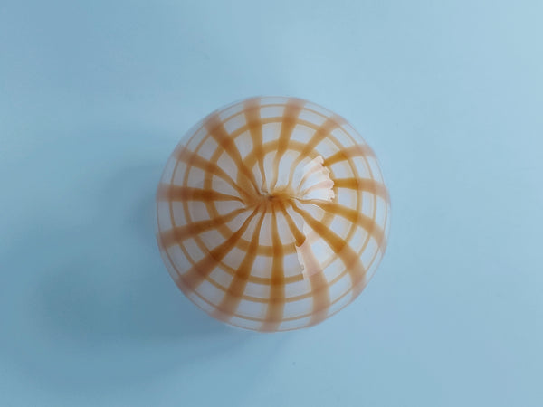 Crake's Egg Annual Egg 2022 - Oiva Toikka (NEW)