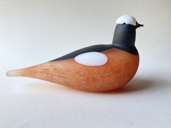 Mountain Redstart - Vuorileppälintu - Birds by Toikka Nuutajärvi